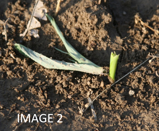 image 2 Corn plant2